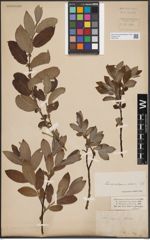 Foto von Salix L.